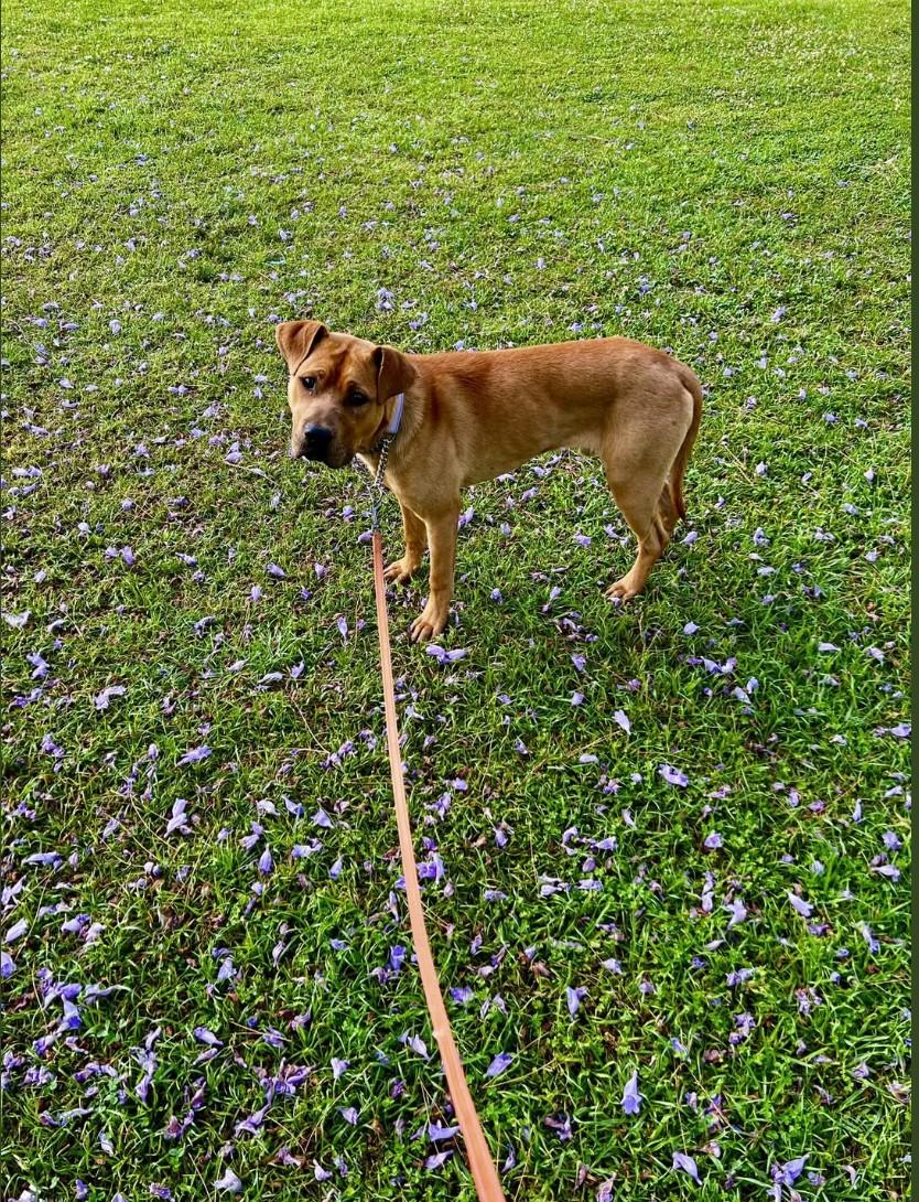 Nero, a ADOPTABLE mixed breed in Forest Falls, CA image 3/6
