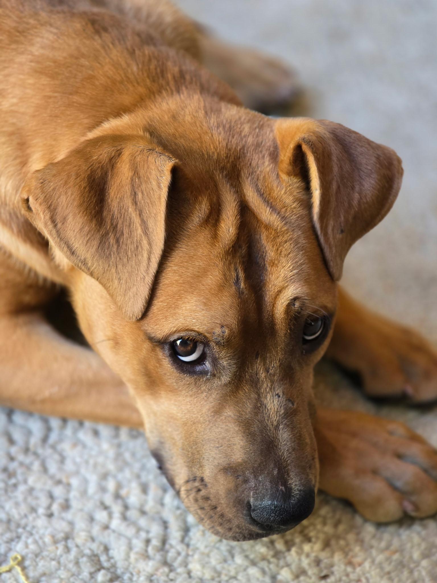 Enlarge Nero, a Adopted mixed breed in Forest Falls, CA image 3/6