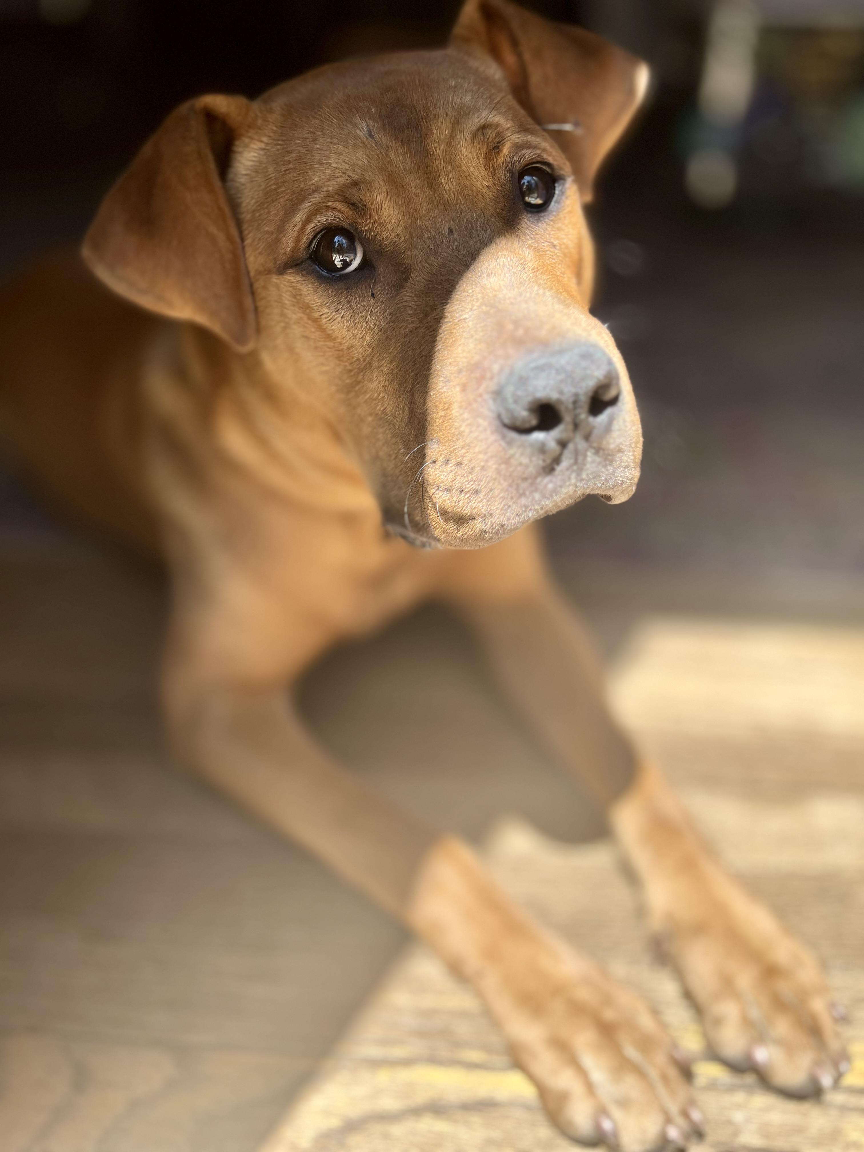 Enlarge Nero, a Adopted mixed breed in Forest Falls, CA image 2/6