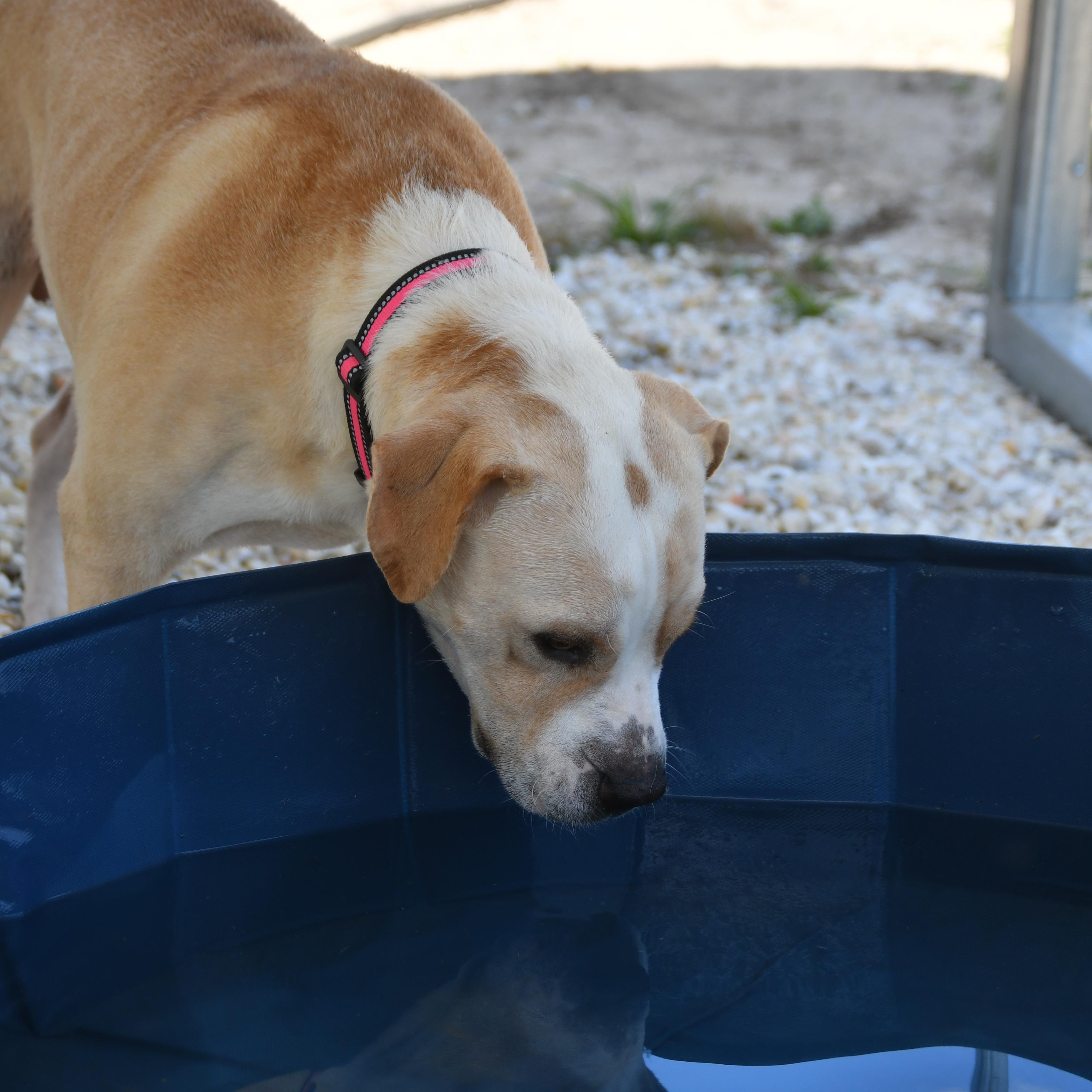 Dude, a ADOPTABLE mixed breed in Defuniak Springs, FL image 4/4