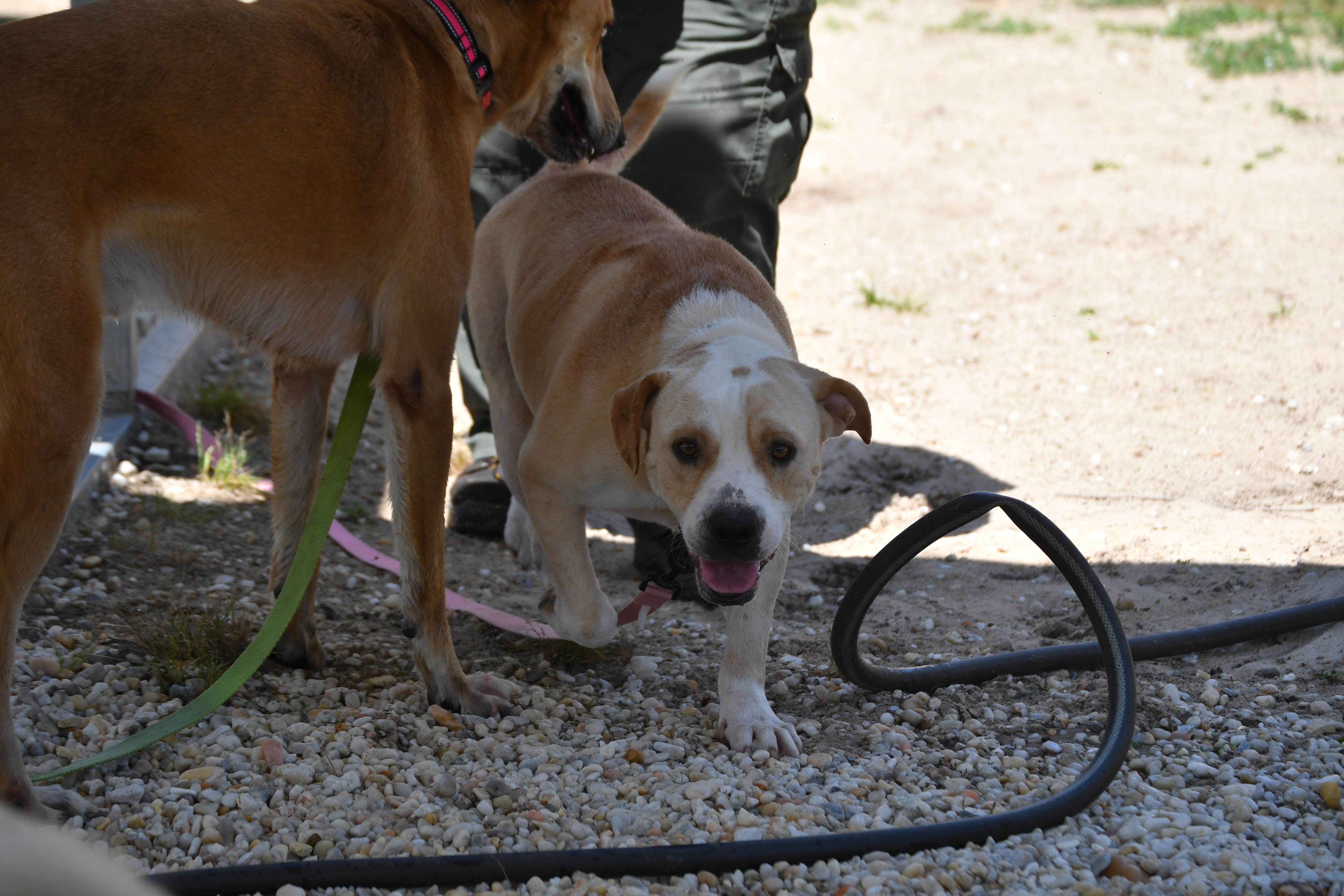 Dude, a ADOPTABLE mixed breed in Defuniak Springs, FL image 2/4