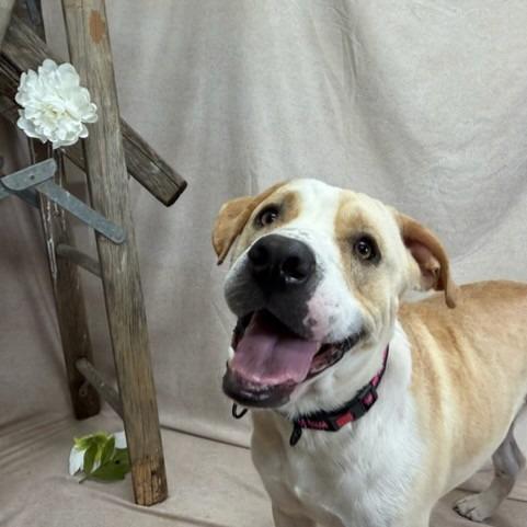 Dude, ADOPTABLE, Adult Male American Bulldog.
