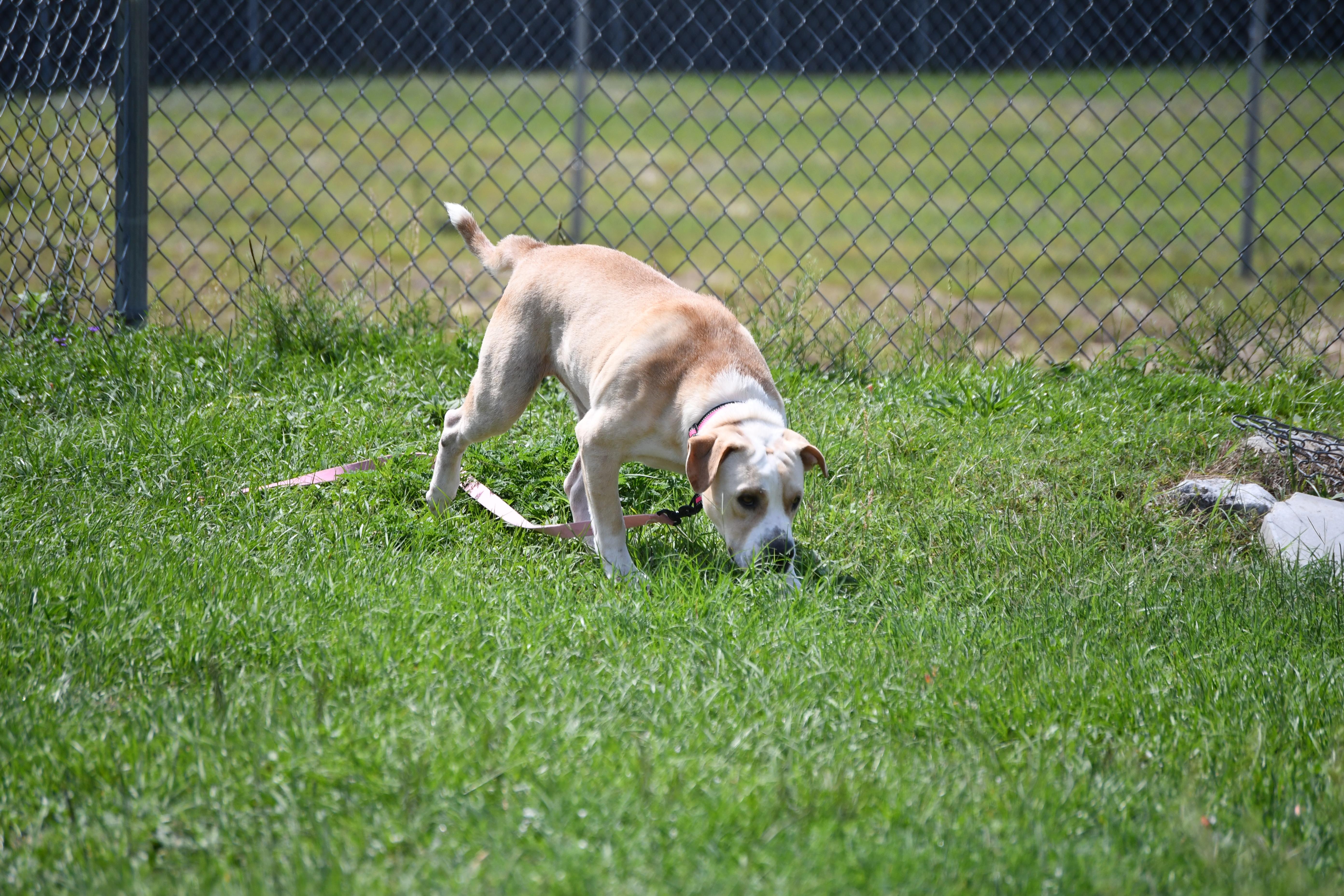Dude, a ADOPTABLE mixed breed in Defuniak Springs, FL image 3/4