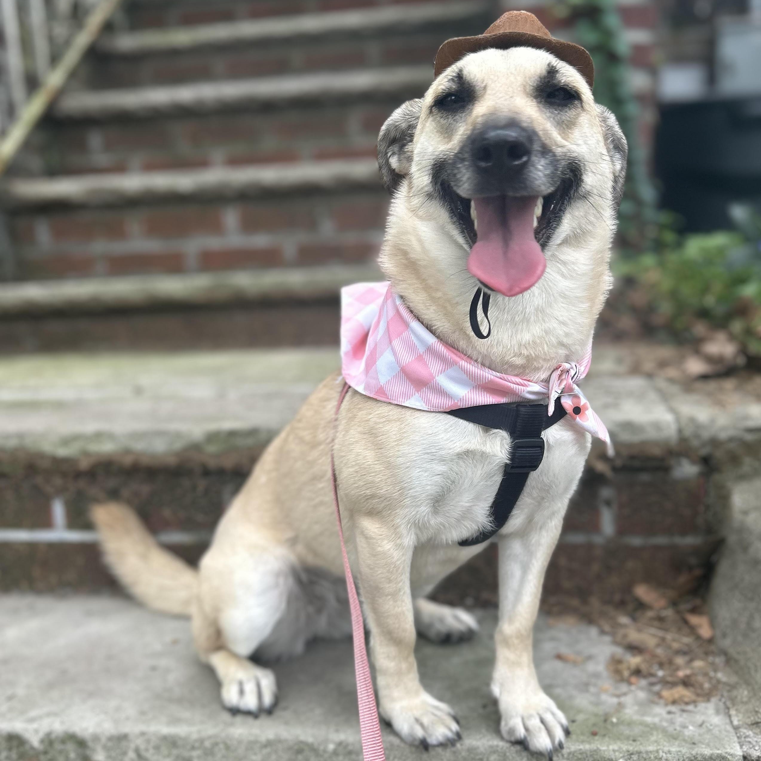 Enlarge Crystal, a Adopted Mixed Breed in Shrewsbury , NJ image 1/6