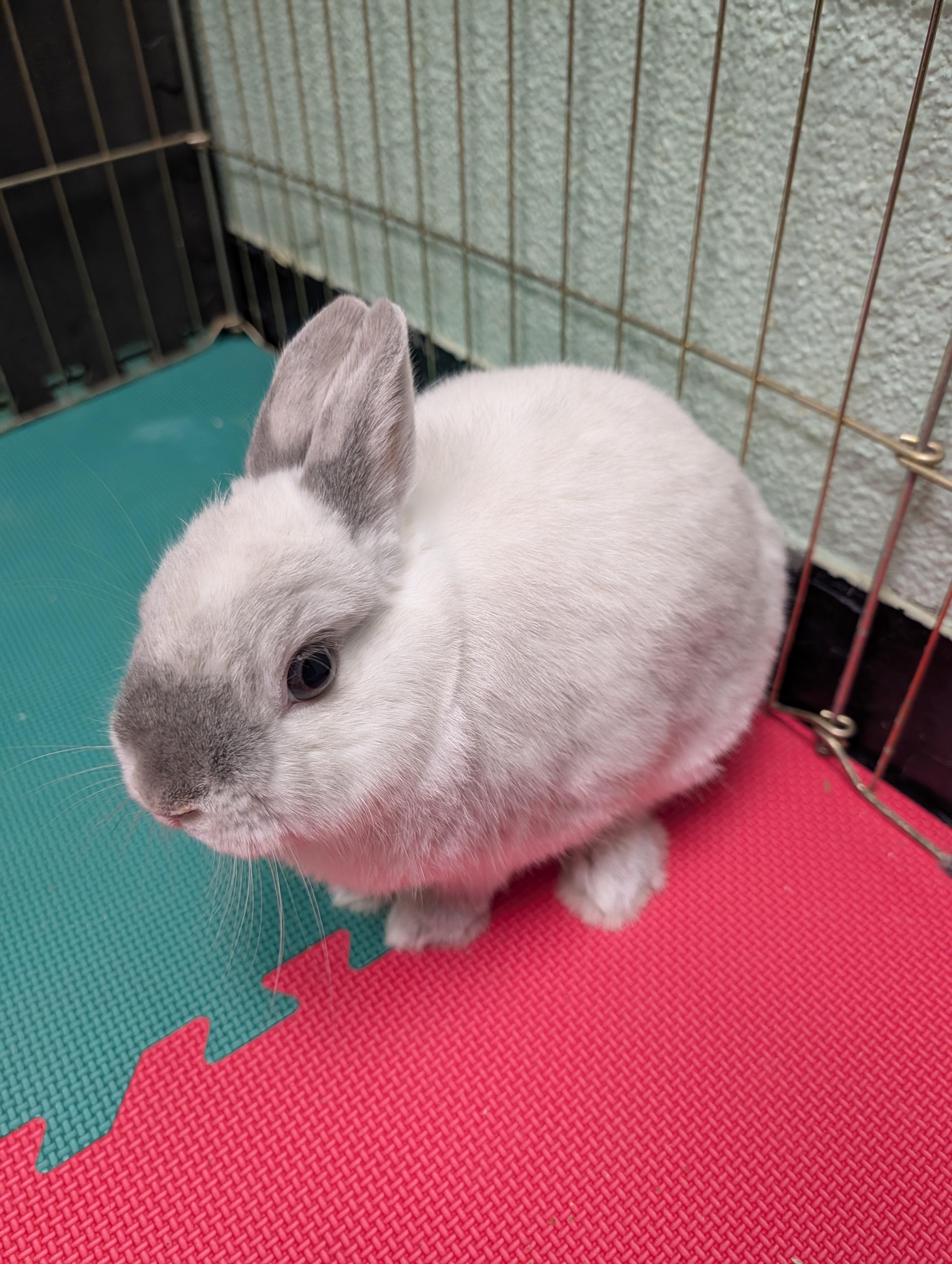 Tyson, ADOPTABLE, Adult Male Netherland Dwarf.