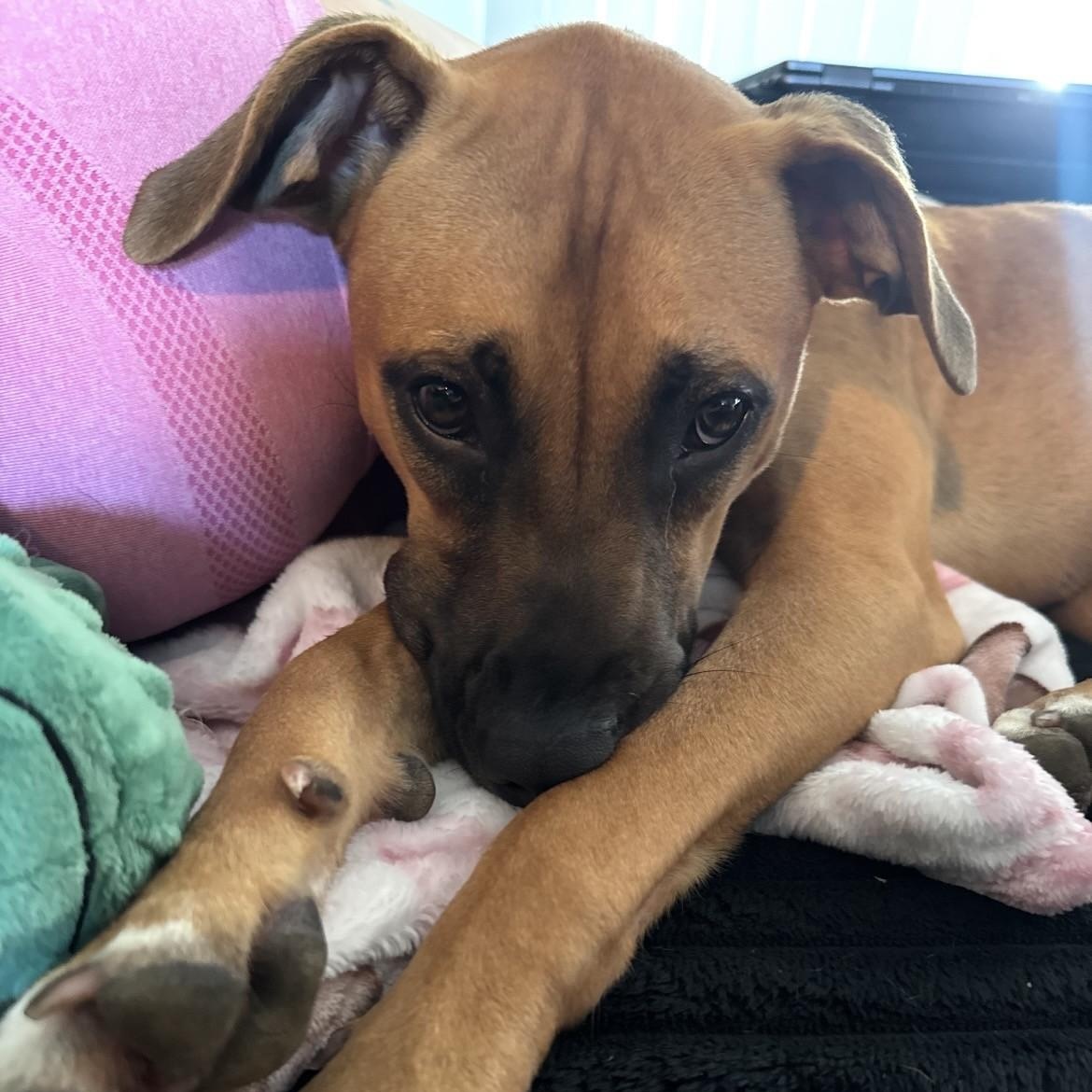 Wrigley, Adopted, Young Female Pit Bull Terrier.
