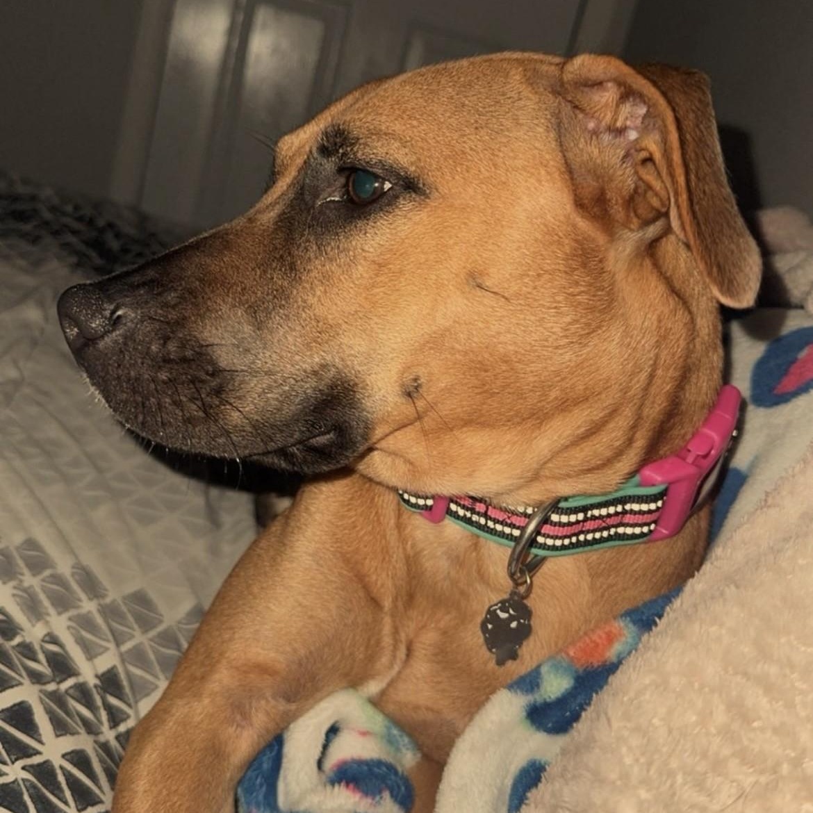 Enlarge Wrigley, a Adopted mixed breed in Terre Haute, IN image 2/4