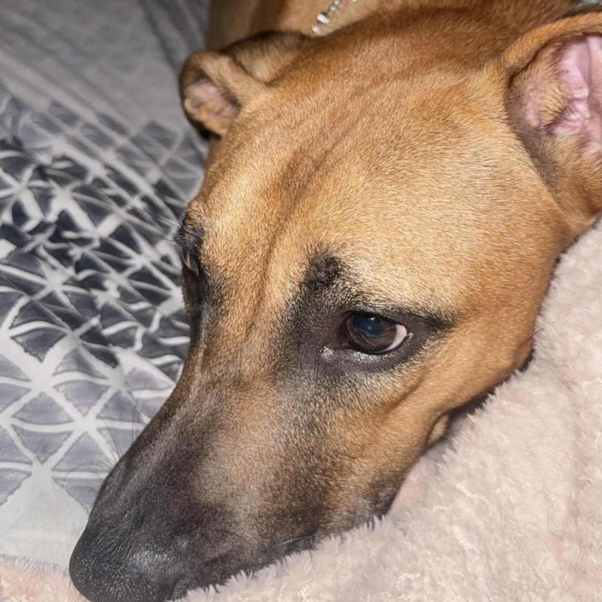 Enlarge Wrigley, a Adopted mixed breed in Terre Haute, IN image 4/4