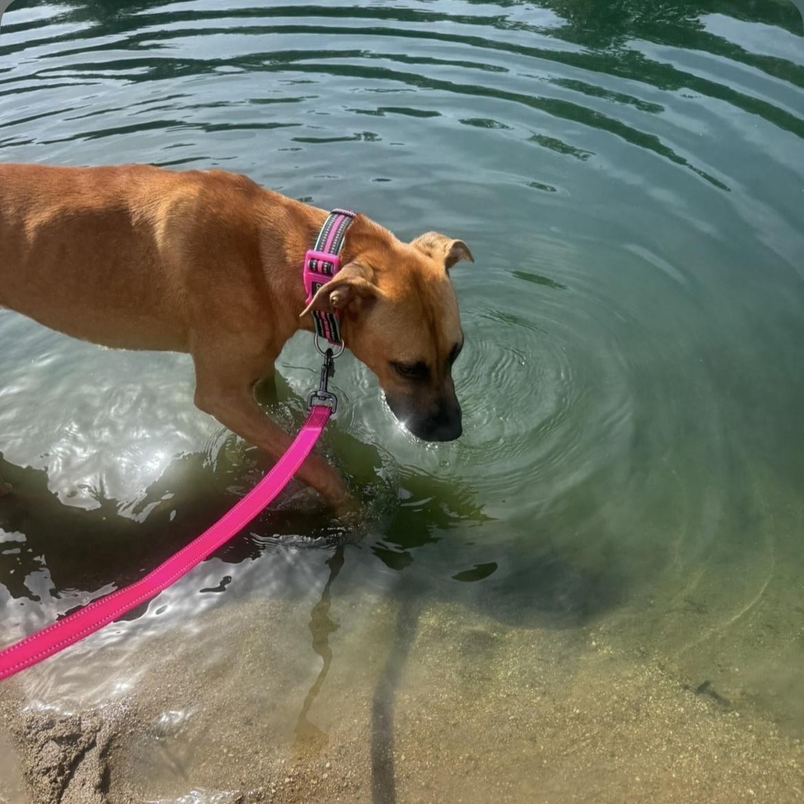 Enlarge Wrigley, a Adopted mixed breed in Terre Haute, IN image 3/4