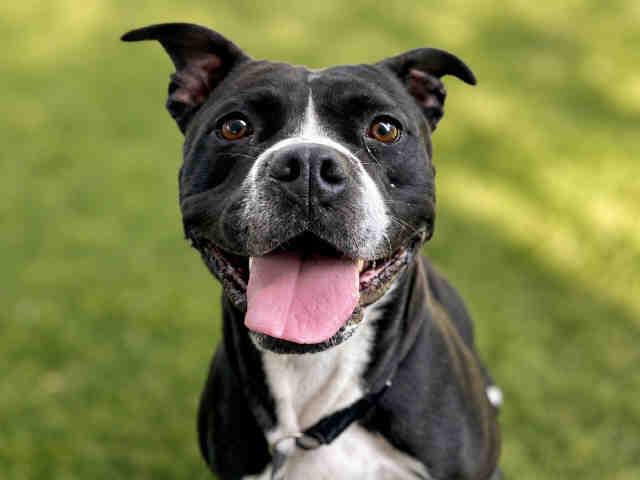 Enlarge CORA, a Adoptable Pit Bull Terrier in Bonita, CA image 1/1