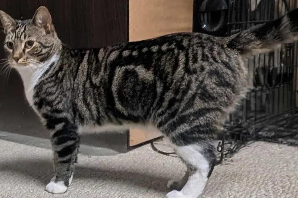 Ranger — thumbnail 2