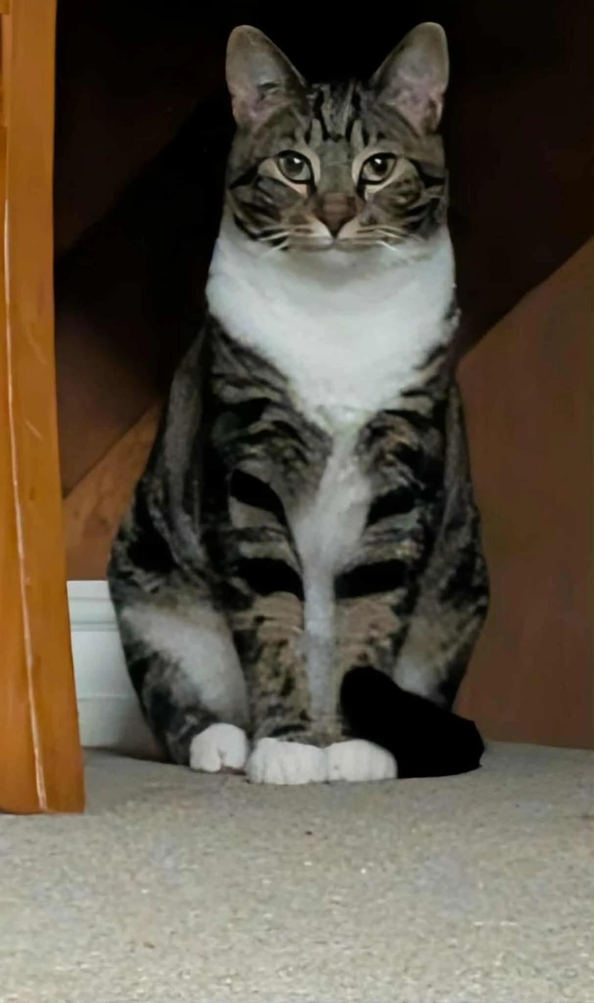 Ranger — thumbnail 3