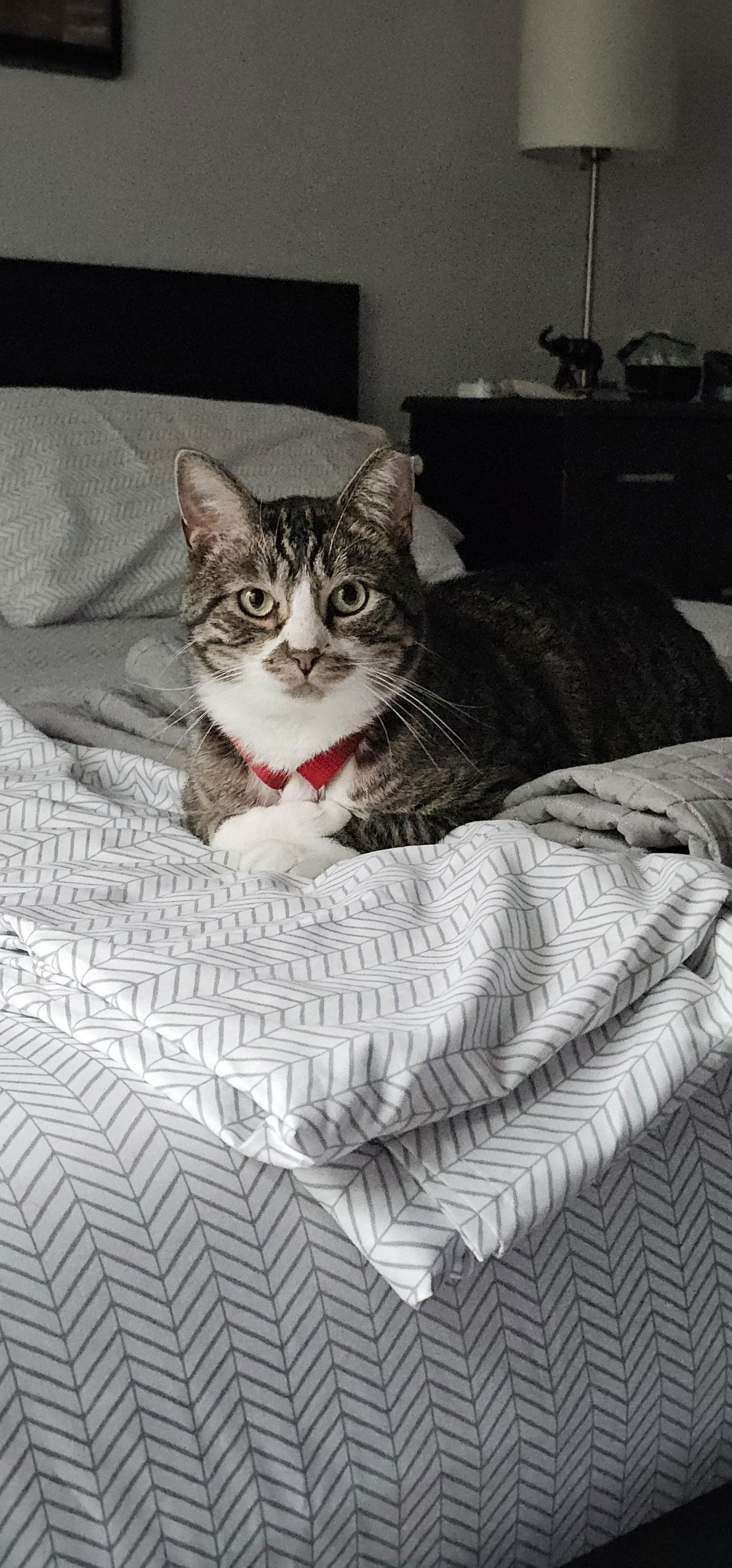 Puff, Adoptable, Adult Male Domestic Short Hair.