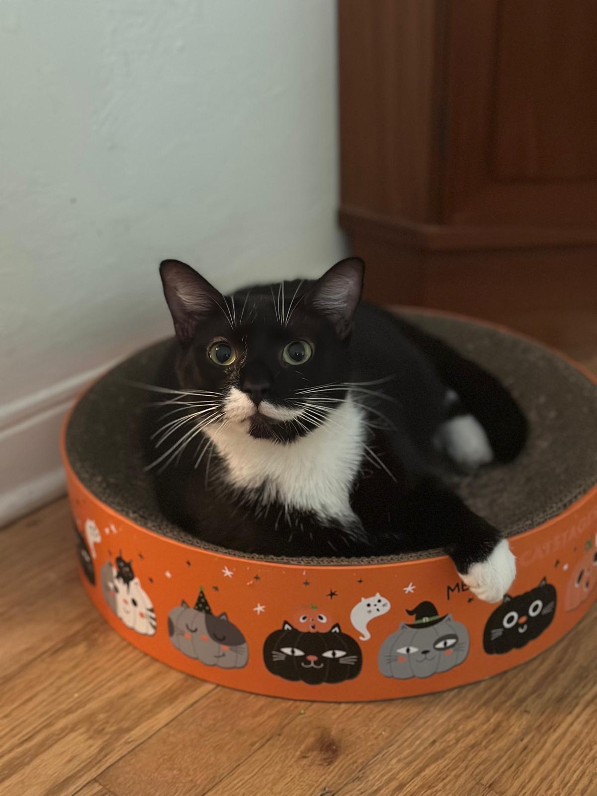 Winston, Young Male Domestic Short Hair