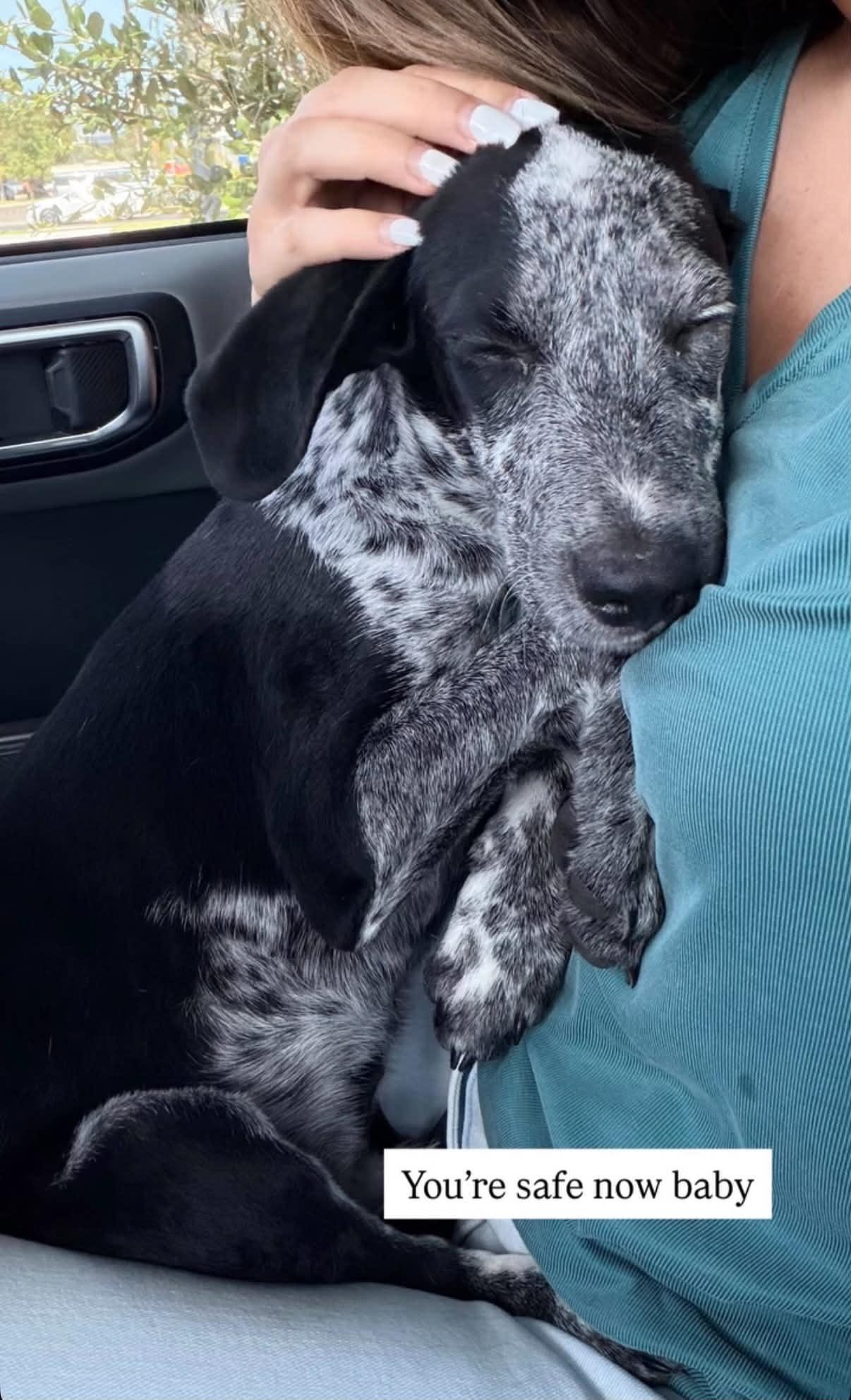 Oakley (Meet me 8/15), a ADOPTABLE mixed breed in Gainesville, VA image 3/5