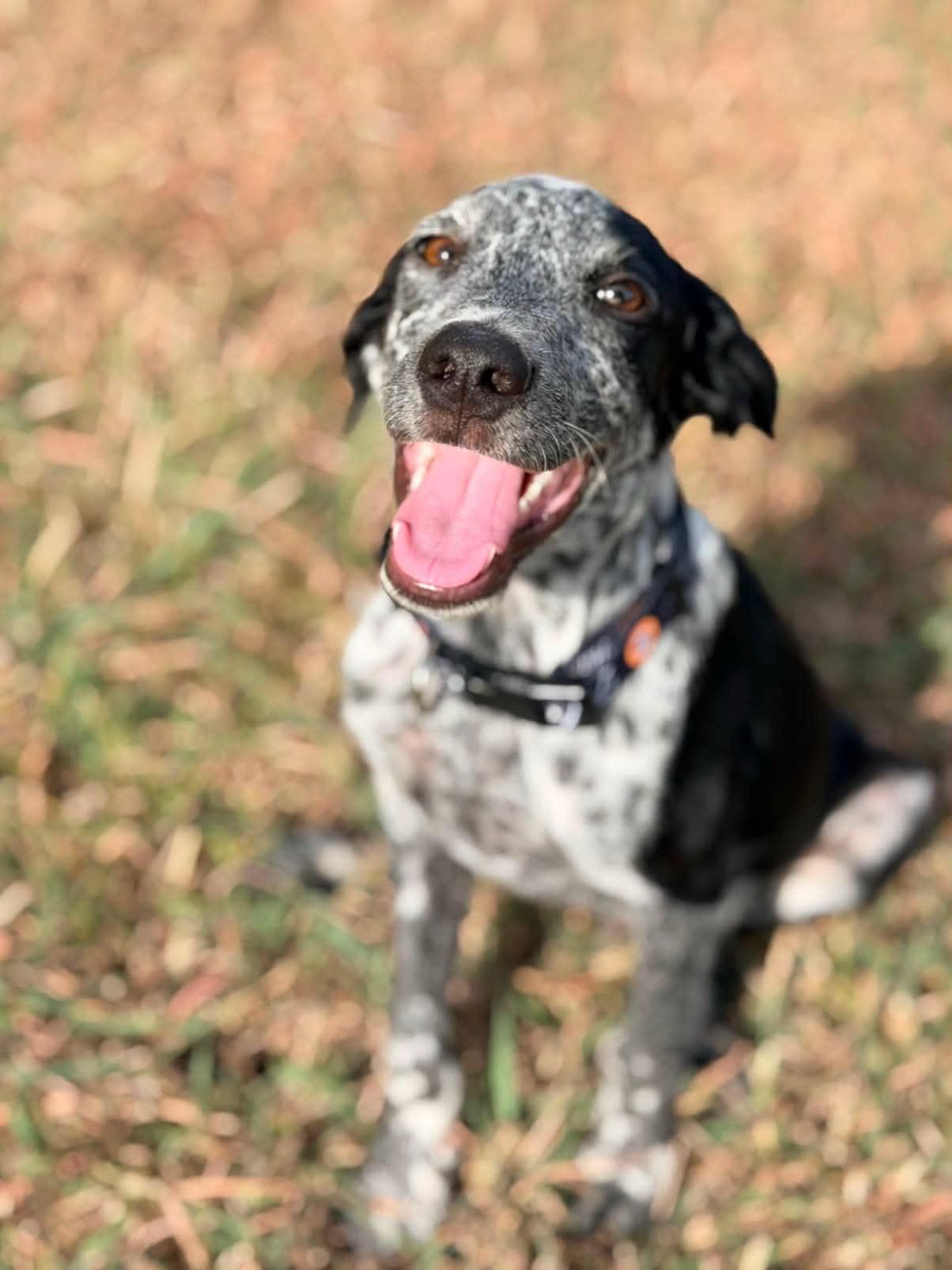 Oakley (Meet me 8/15), a ADOPTABLE mixed breed in Gainesville, VA image 4/5