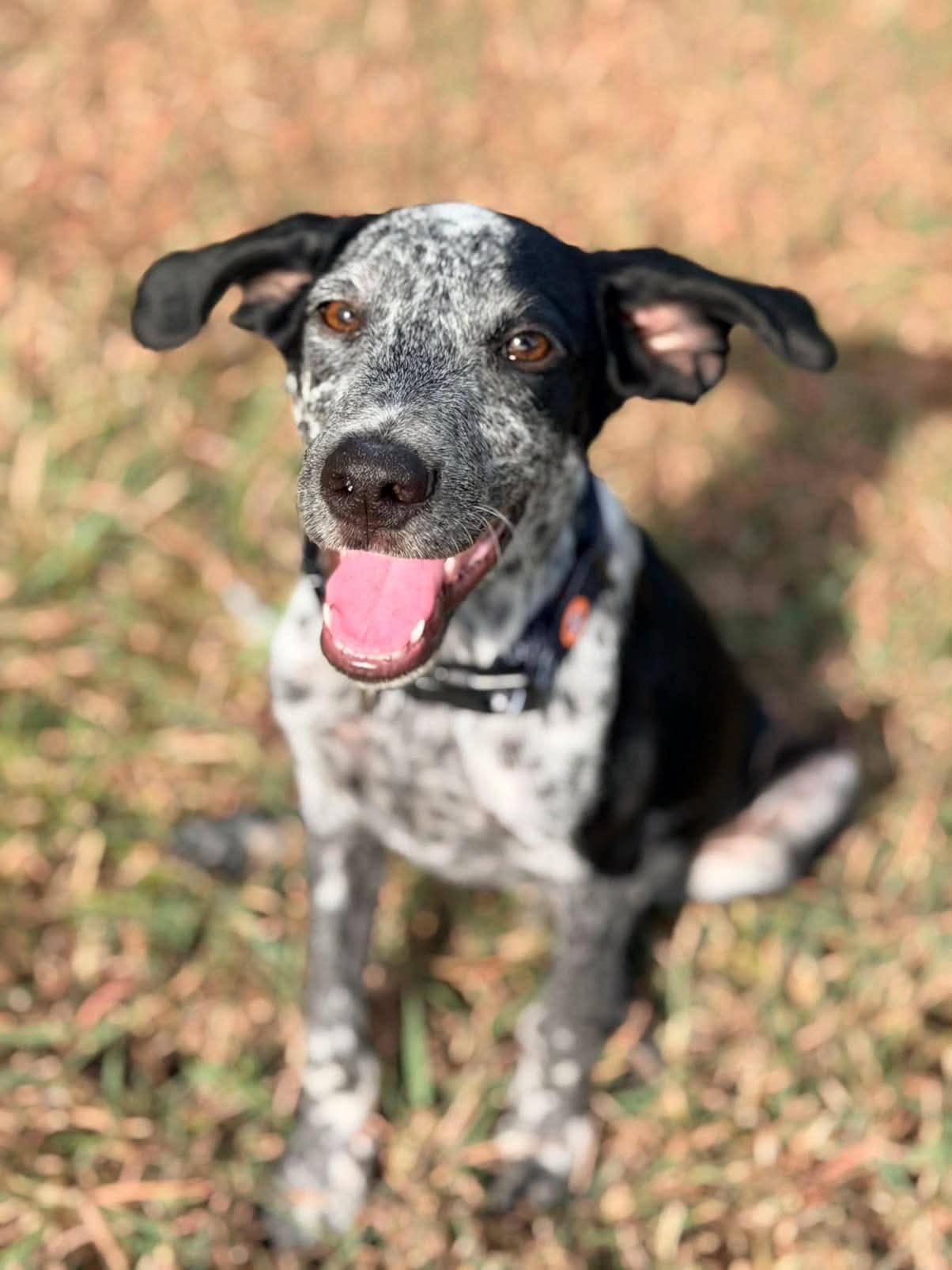 Oakley (Meet me 8/15), a ADOPTABLE mixed breed in Gainesville, VA image 5/5