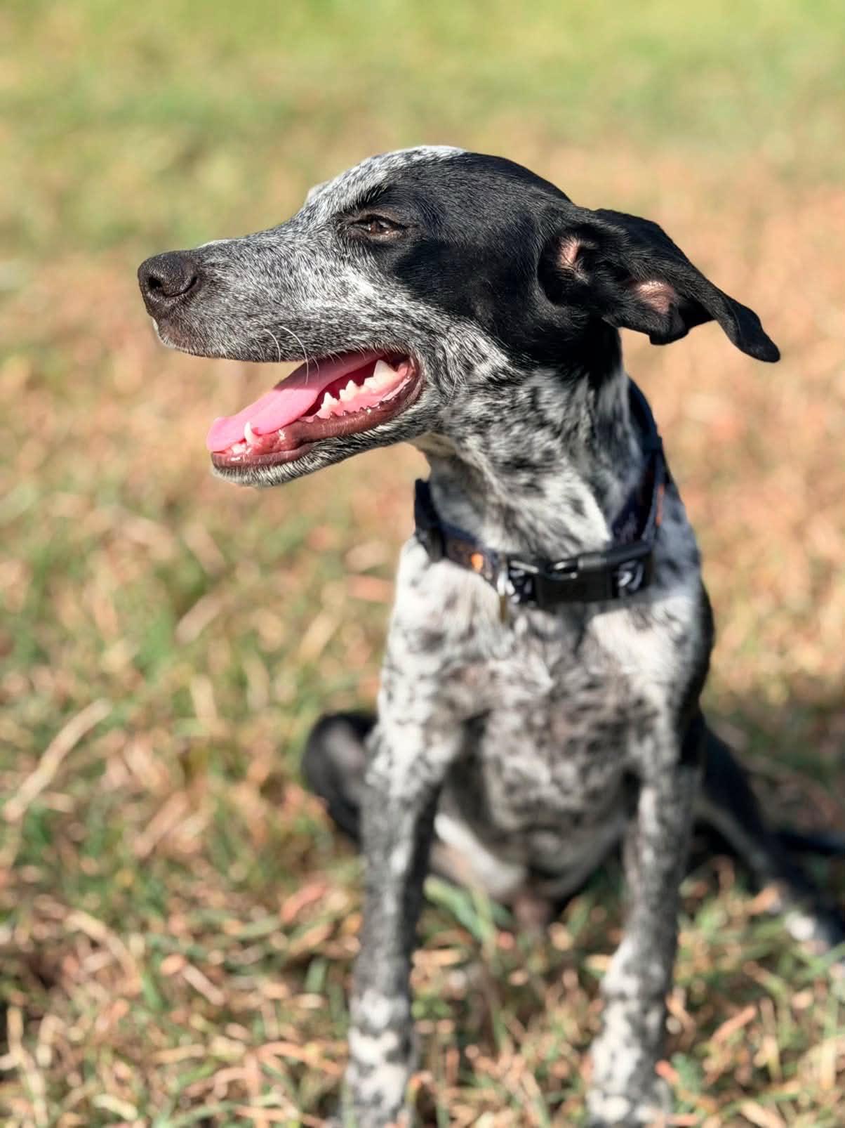 Oakley (Meet me 8/15), a ADOPTABLE mixed breed in Gainesville, VA image 2/5