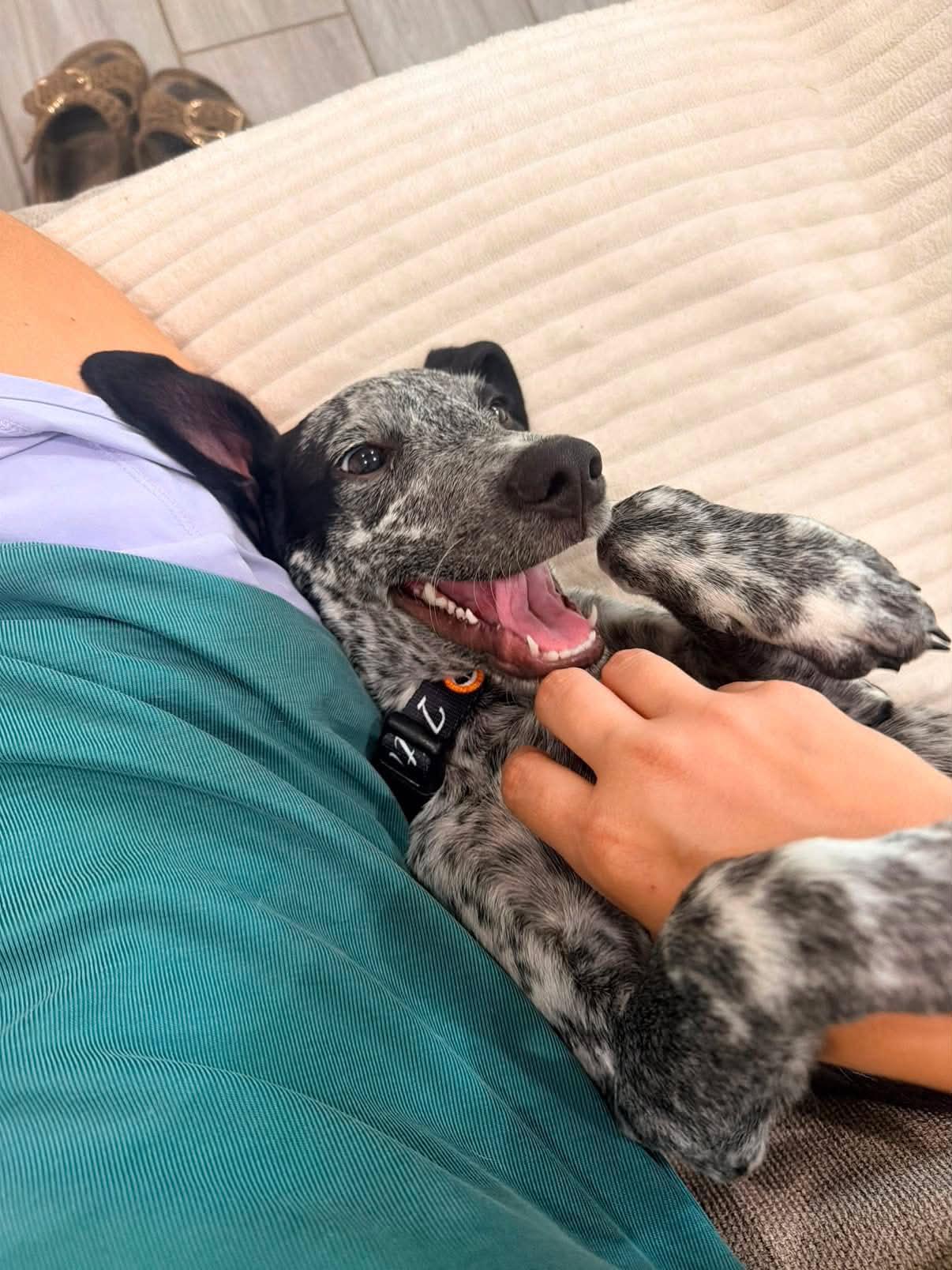 Oakley (Meet me 8/15), ADOPTABLE, Puppy Male Dalmatian.