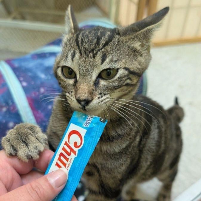 Binx, Adoptable, Kitten Male Domestic Short Hair.