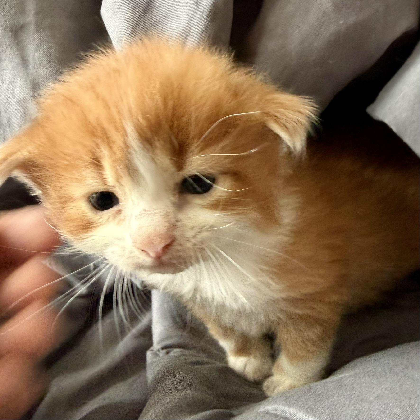 Enlarge Hulk, an adopted Domestic Short Hair in Lake Forest, IL image 3/5