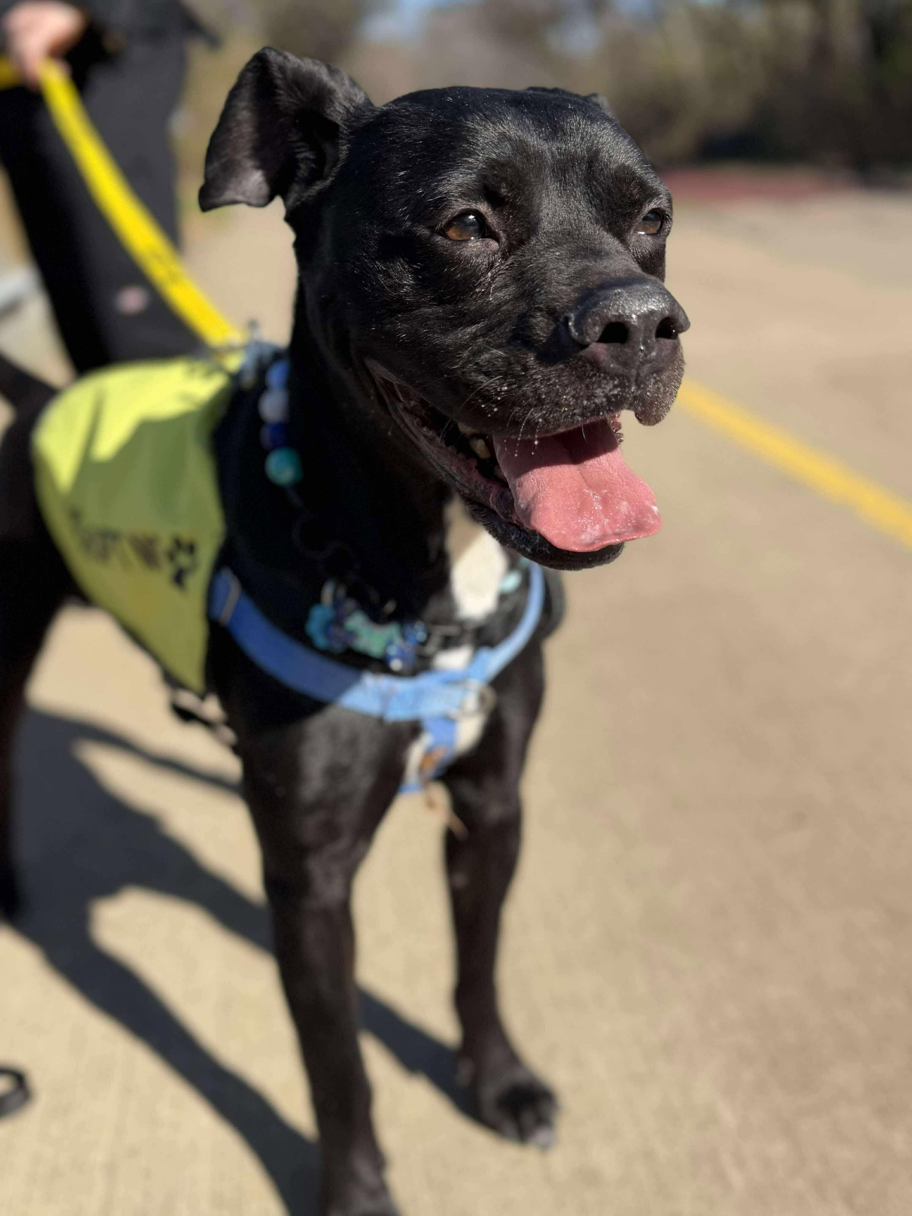 Tyron, Adoptable, Adult Male Pit Bull Terrier & Labrador Retriever.