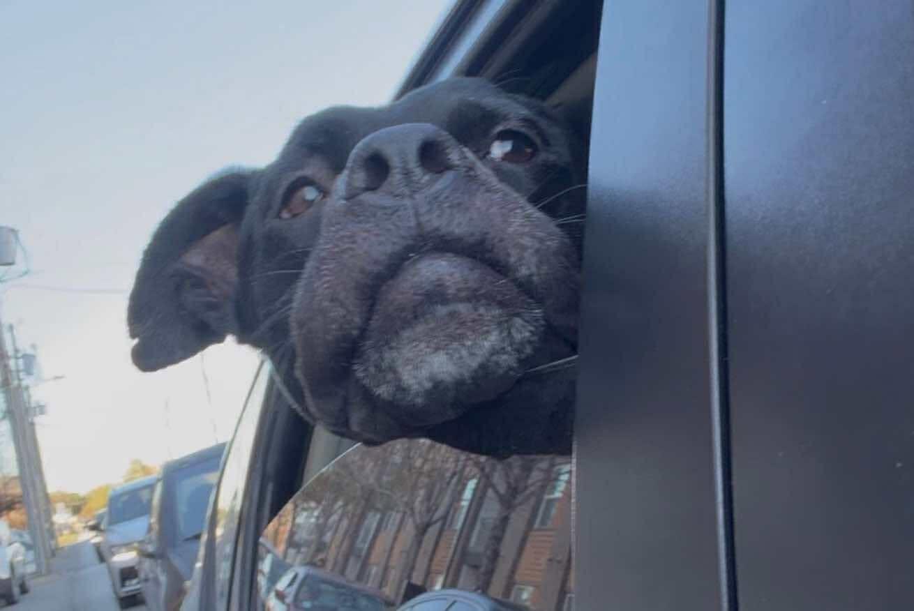 Enlarge Tyron, a Adoptable mixed breed in Arlee, MT image 2/3