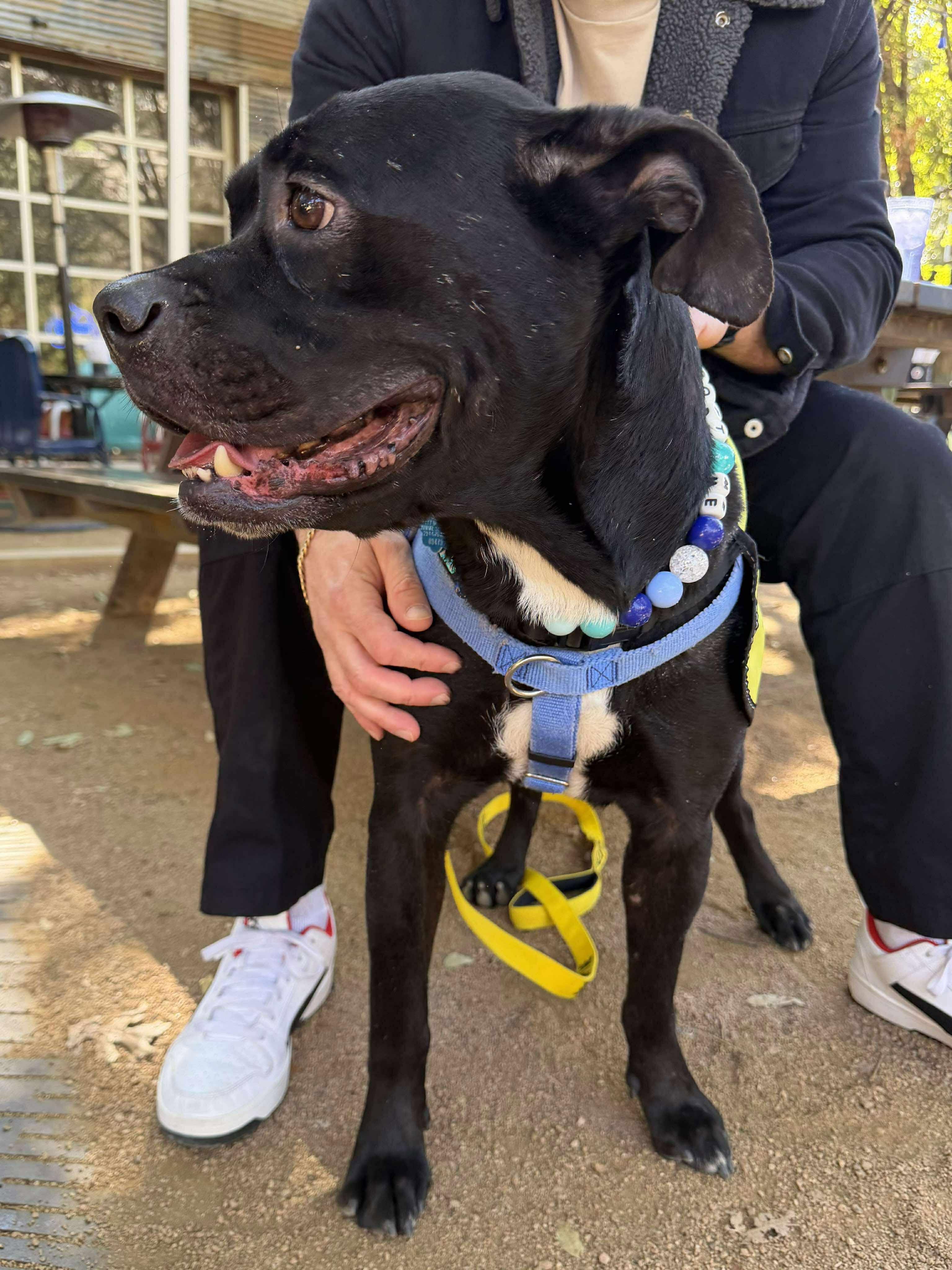 Enlarge Tyron, a Adoptable mixed breed in Arlee, MT image 3/3