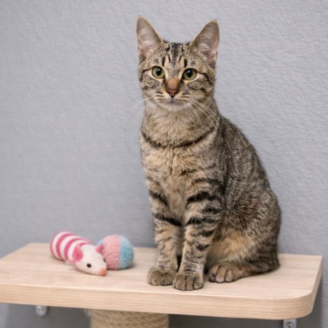 Elliot, ADOPTABLE, Kitten Male Abyssinian & Tabby.