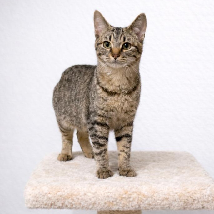 Enlarge Elliot, a ADOPTABLE mixed breed in Andover, MN image 2/2