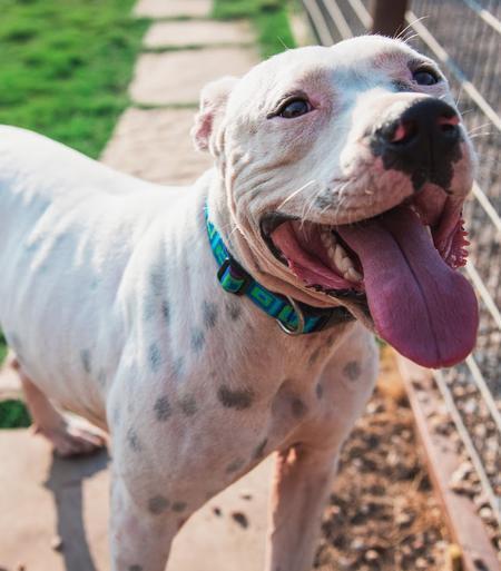 Kemper, an adopted mixed breed in Lubbock, TX image 1/5