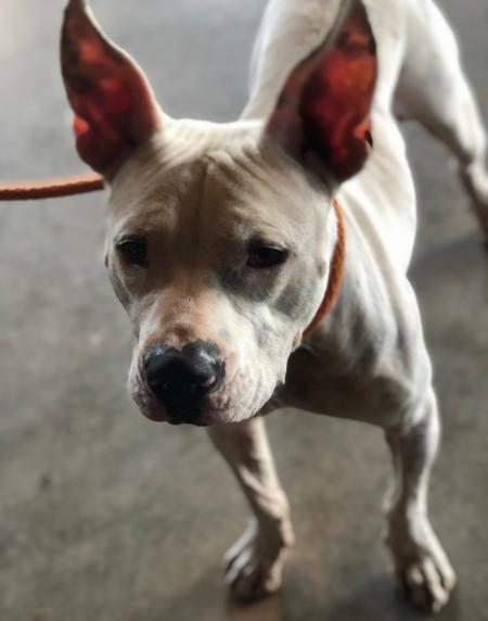 Kemper, an adopted mixed breed in Lubbock, TX image 4/5