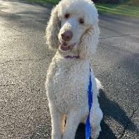 Fozzie, ADOPTABLE, Adult Male Labradoodle.