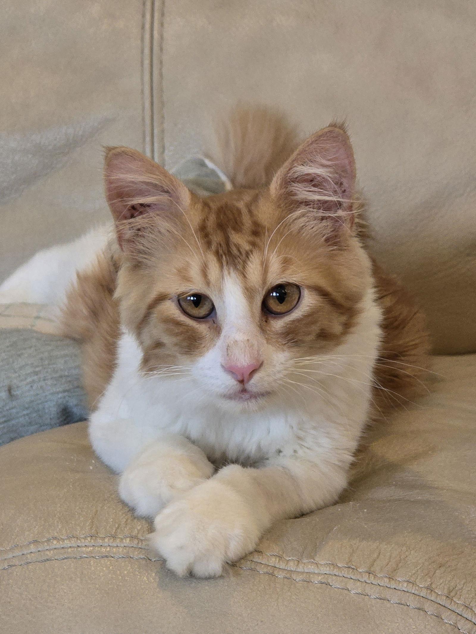 Tonto, Adoptable, Kitten Male Domestic Long Hair & Maine Coon.