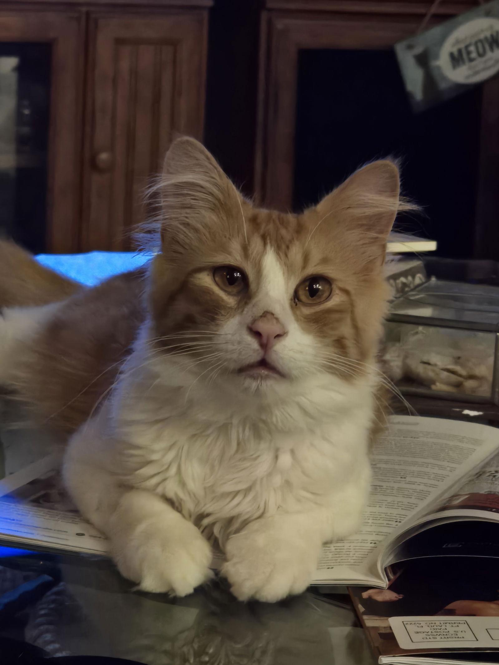 Enlarge Tonto, a Adoptable mixed breed in Lighthouse Point, FL image 2/3