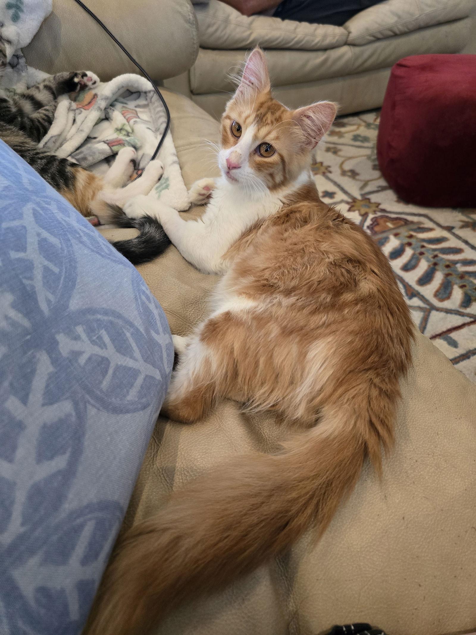 Enlarge Tonto, a Adoptable mixed breed in Lighthouse Point, FL image 3/3