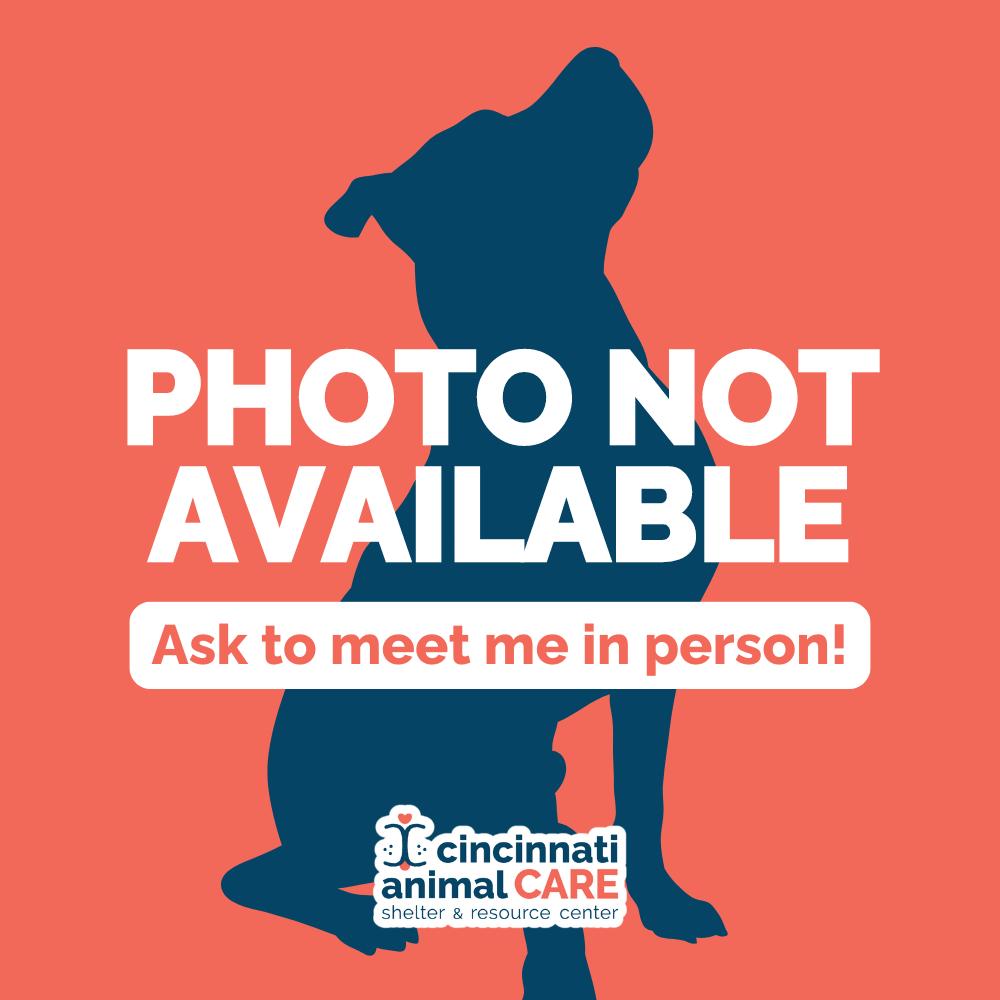 Atlas, Adoptable, Adult Male Mixed Breed & Mixed Breed.