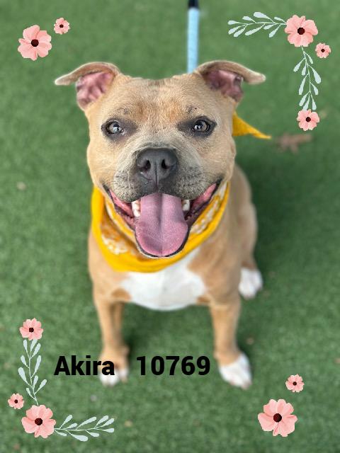 AKIRA/CHARISSA, an adoptable mixed breed in Marietta, GA image 4/5