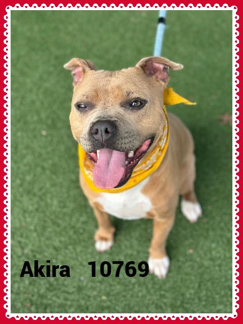 AKIRA/CHARISSA, an adoptable mixed breed in Marietta, GA image 3/5