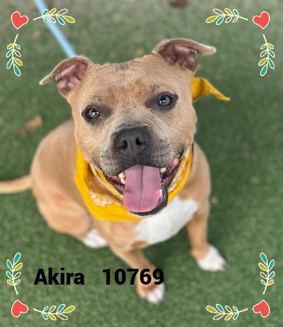 AKIRA/CHARISSA, adoptable, Young Female Pit Bull Terrier.