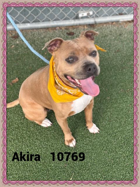 AKIRA/CHARISSA, an adoptable mixed breed in Marietta, GA image 2/5