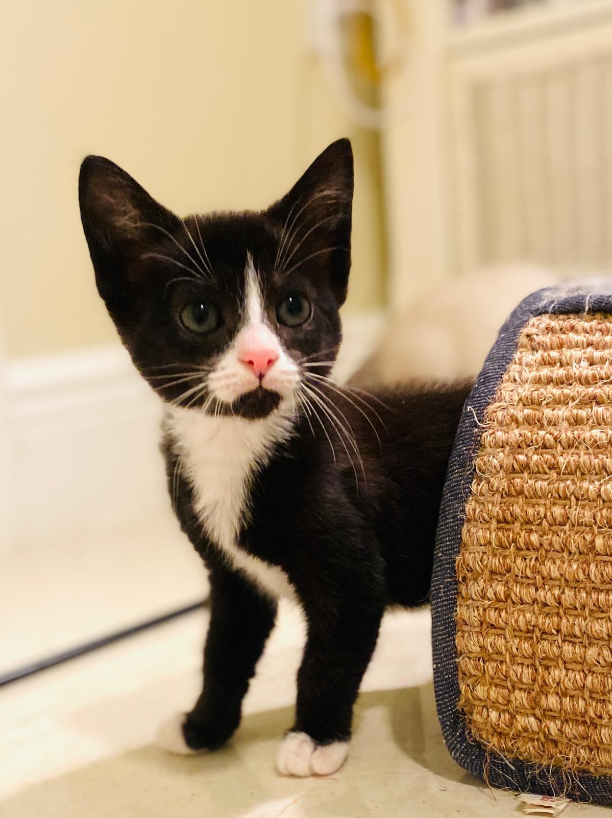 Curly Domestic Short Hair Cat