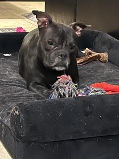 NOVA, Adoptable, Adult Female French Bulldog & Pit Bull Terrier.