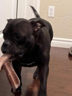 Enlarge NOVA, a Adoptable mixed breed in Las Vegas, NV image 2/2