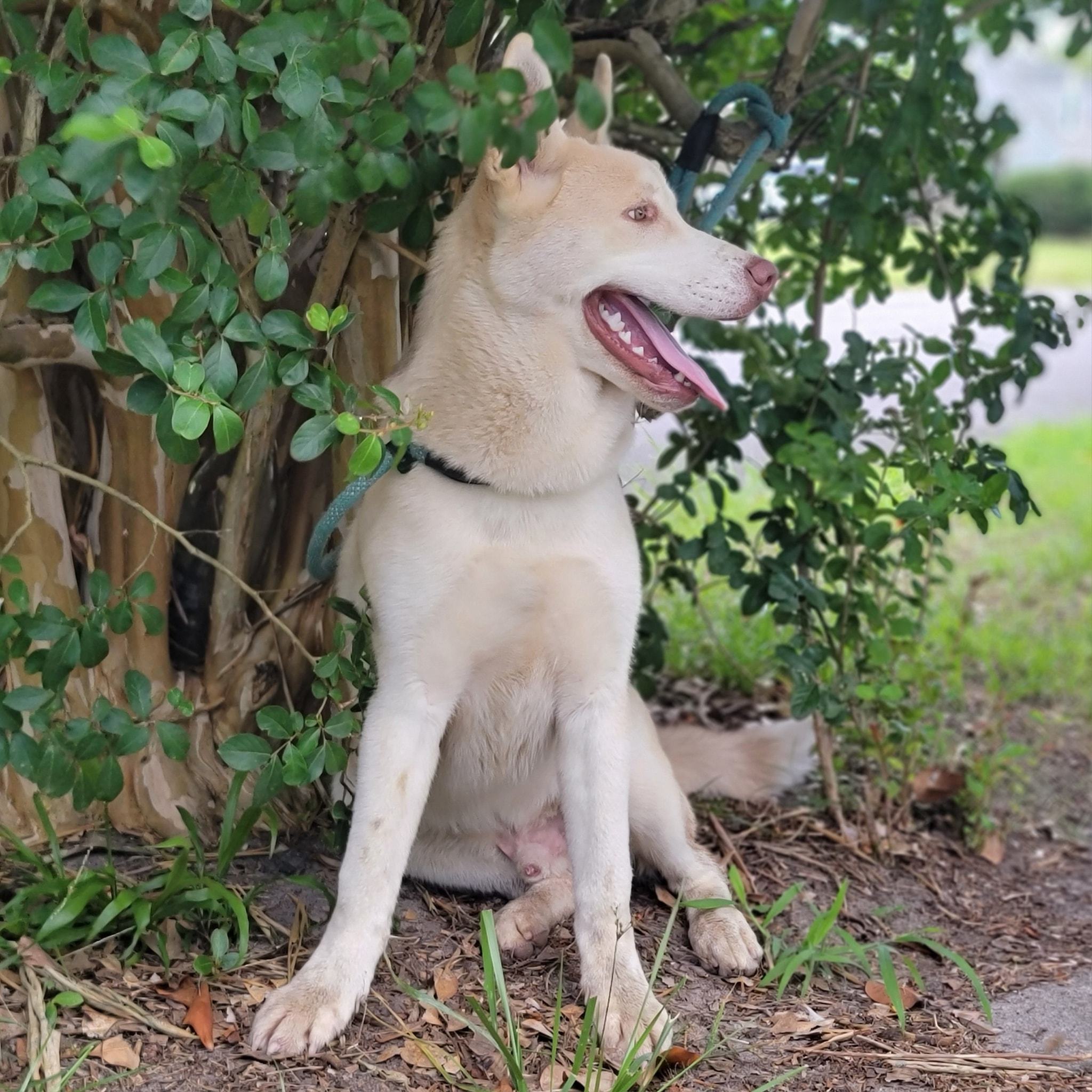 Apple Jacks, a Adoptable mixed breed in Chesapeake, VA image 3/17