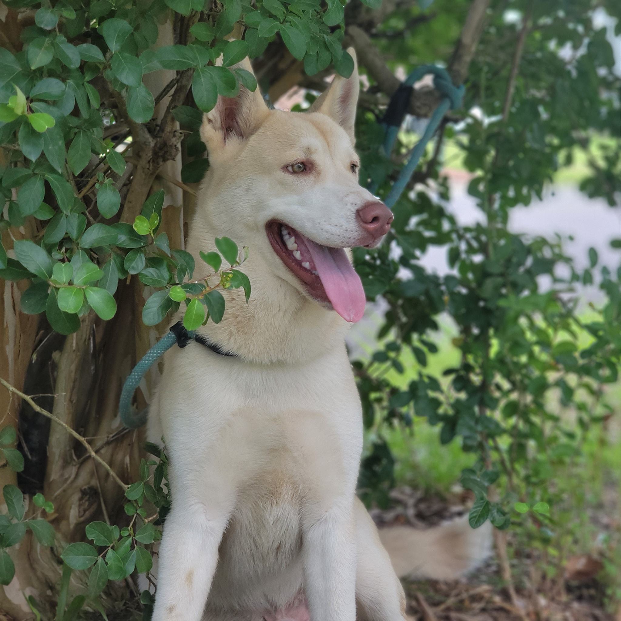 Apple Jacks, a Adoptable mixed breed in Chesapeake, VA image 4/17