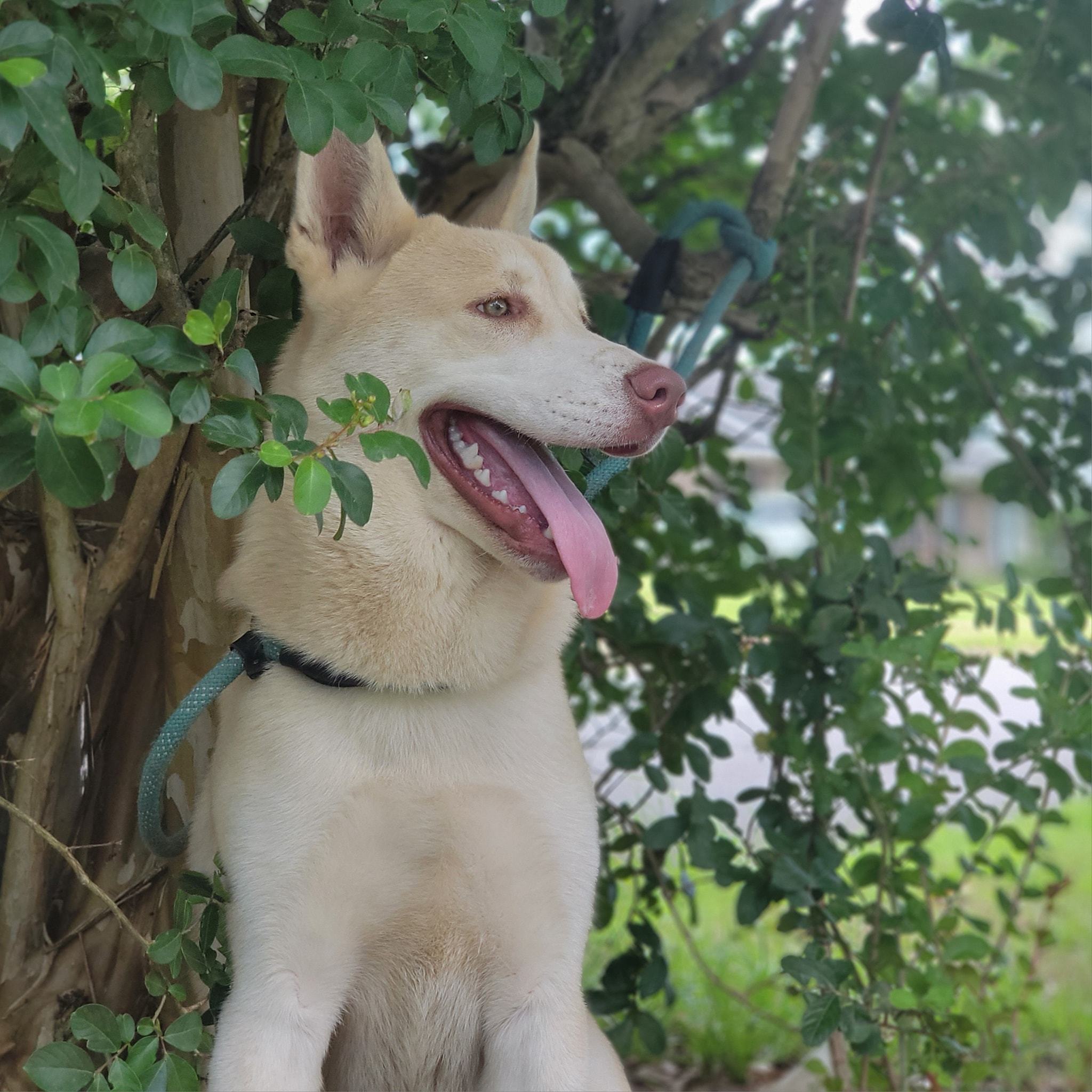 Apple Jacks, a Adoptable mixed breed in Chesapeake, VA image 5/17