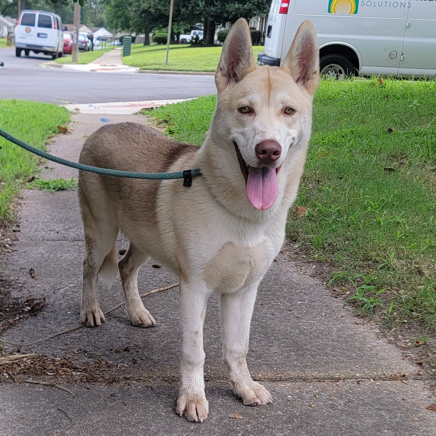 Apple Jacks, a Adoptable mixed breed in Chesapeake, VA image 6/17
