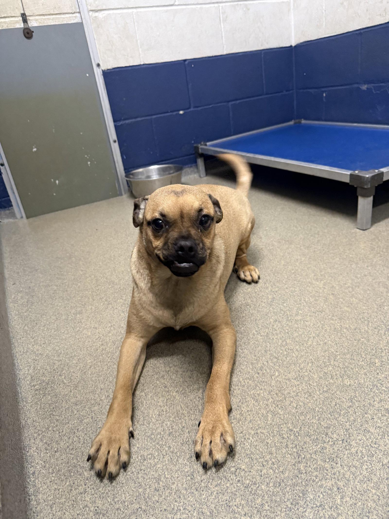 Nandy 5 months male NO YOUNG KIDS/NEEDS ANOTHERDOG, Adoptable, Young Male Chihuahua & Pug.