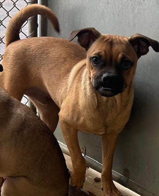 Nandy 5 months male NO YOUNG KIDS/NEEDS ANOTHERDOG, Adoptable, Young Male Chihuahua & Pug.